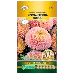 Астра китайская Хризантелла Лотос Евросемена Астра китайская Хризантелла Лотос Евросемена