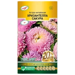 Астра китайская Хризантелла Сакура Евросемена Астра китайская Хризантелла Сакура Евросемена