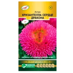 Астра китайская Хризантелла Сердце дракона Евросемена Астра китайская Хризантелла Сердце дракона Евросемена