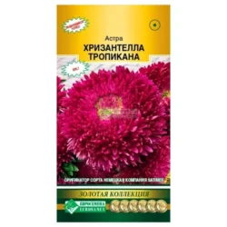Астра китайская Хризантелла Тропикана Евросемена Астра китайская Хризантелла Тропикана Евросемена