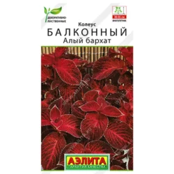 Колеус балконный Алый бархат Аэлита Колеус балконный Алый бархат Аэлита