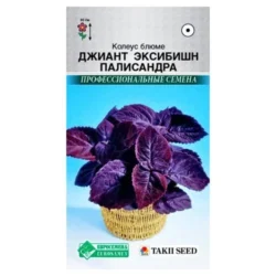 Колеус Блюме Джиант Эксибишн Палисандра Евросемена Колеус Блюме Джиант Эксибишн Палисандра Евросемена
