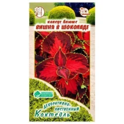 Колеус Блюме Вишня в шоколаде Евросемена Колеус Блюме Вишня в шоколаде Евросемена