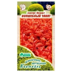 Колеус Блюме Волшебный закат Евросемена Колеус Блюме Волшебный закат Евросемена