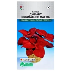 Колеус Джиант Эксибишн Магма Евросемена Колеус Джиант Эксибишн Магма Евросемена