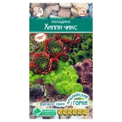 Молодило Хиппи Чикс