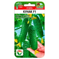 Огурец Кунак F1 Сибирский сад Огурец Кунак F1 Сибирский сад