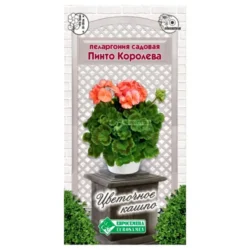 Пеларгония (герань) садовая Пинто Королева Евросемена Пеларгония (герань) садовая Пинто Королева Евросемена
