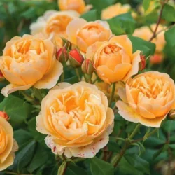 Роза английская Роальд Даль Роза английская Роальд Даль