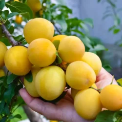 Слива низкорослая для севера Белоснежка
