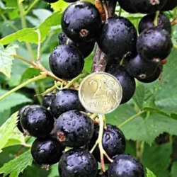 Смородина черная Атлант Смородина черная Атлант