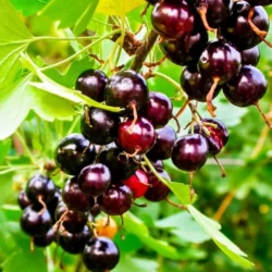 Смородина золотистая для короткого лета Шафак Смородина золотистая для короткого лета Шафак