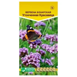 Вербена Утонченная красавица Евросемена Вербена Утонченная красавица Евросемена