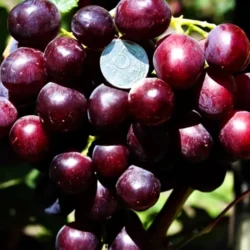 Виноград для короткого лета Аюта Виноград для короткого лета Аюта