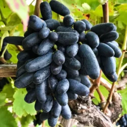 Виноград Кишмиш Черный палец Виноград Кишмиш Черный палец