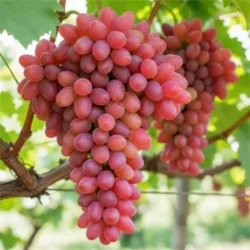 Виноград Кишмиш Мечта Виноград Кишмиш Мечта