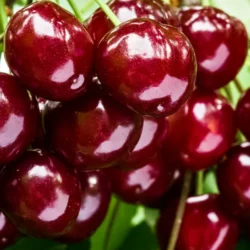 Вишня самоплодная сладкая Уйфехертой Фюртош