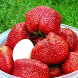 Земляника крупноплодная Цунаки