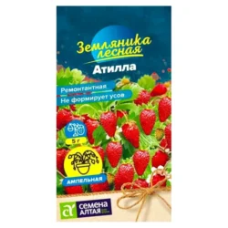 Земляника ремонтантная Атилла Семена Алтая Земляника ремонтантная Атилла Семена Алтая