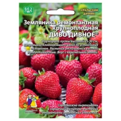 Земляника ремонтантная Диво дивное Уральский дачник Земляника ремонтантная Диво дивное Уральский дачник