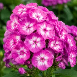 Флокс метельчатый Лаура