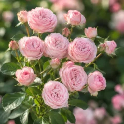 Роза спрей кружевная Мадам Бомбастик Роза спрей кружевная Мадам Бомбастик