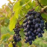 Виноград с молниеносным урожаем Чарли