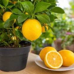 Лимон комнатный (гибрид с апельсином) Мейера