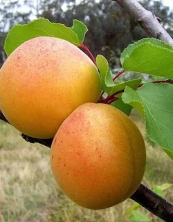 Абрикос Айсберг (3 года) 1 шт Абрикос Айсберг (3 года) 1 шт