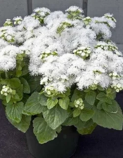 Агератум Алоха Вайт (Hemgenetics) 50 др Агератум Алоха Вайт (Hemgenetics) 50 др
