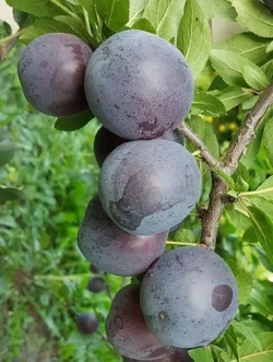 Алыча Чёрная горная
