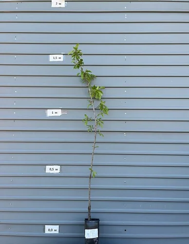 Алыча Принцесса (3 года) 1 шт Алыча Принцесса (3 года) 1 шт — изображение 2