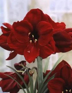 Амариллис Бенфика