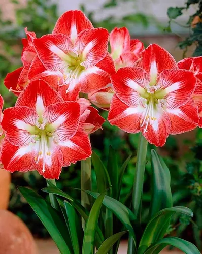 Амариллис Минерва 1 шт С2 Амариллис Минерва 1 шт С2
