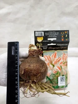 Амариллис Танцующая королева 1 шт. Амариллис Танцующая королева 1 шт.