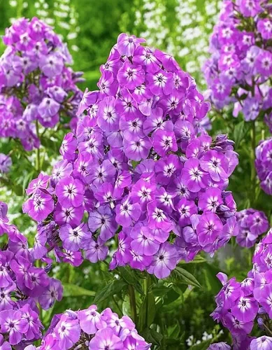 Флокс Голиаф Флокс Голиаф