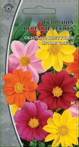 Георгина Веселые ребята 0