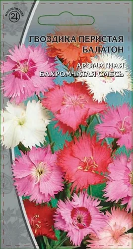 Гвоздика перистая Балатон 0