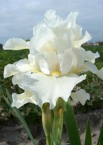 Ирис Авенель Ирис Авенель