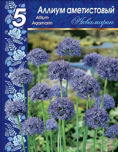 Лук голубой Аквамарин (Allium caeruleum Pall.) 1 уп. ( 5шт.) — изображение 2