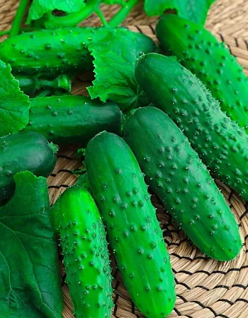 Огурец Кустовой 0
