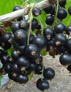Смородина черная Дачница 1 шт Смородина черная Дачница 1 шт