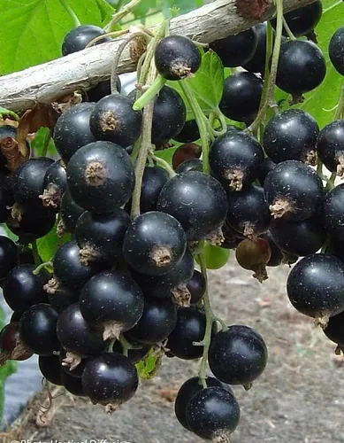 Смородина черная Дачница Смородина черная Дачница