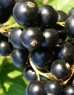 Смородина черная Глариоза 1 шт Смородина черная Глариоза 1 шт