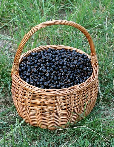 Смородина черная Нара Смородина черная Нара