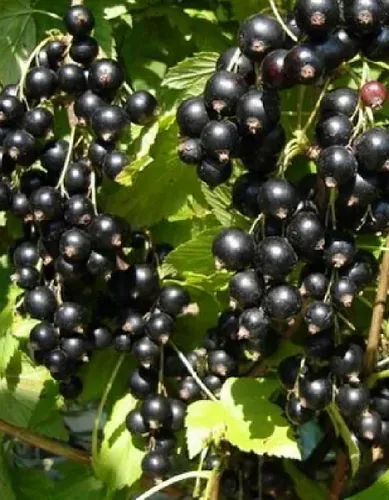 Смородина черная Севчанка 1 шт Смородина черная Севчанка 1 шт — изображение 3