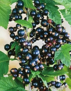 Смородина черная Ядреная Смородина черная Ядреная