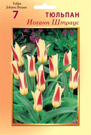 Тюльпан Иоганн Штраус 1 уп. (6шт.) Тюльпан Иоганн Штраус 1 уп. (6шт.) — изображение 2