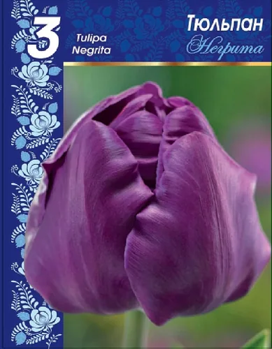 Тюльпан Негрита — изображение 2