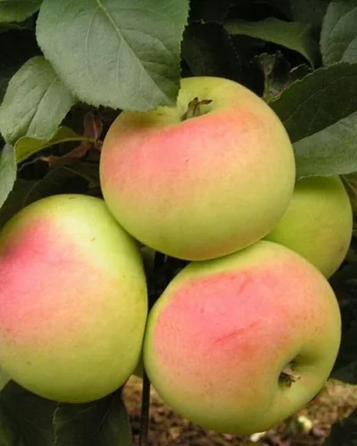 Яблоня Имрус Яблоня Имрус